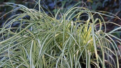 Carex oshimensis 'Evergold'