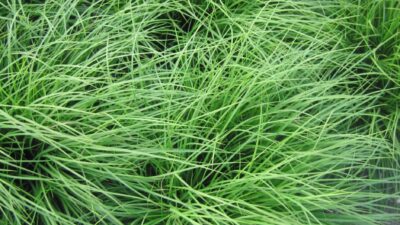 Carex montana