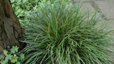 Carex morrowii 'Variegata'