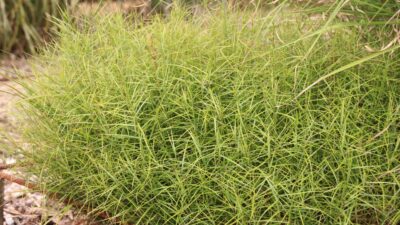 Carex muskingumensis
