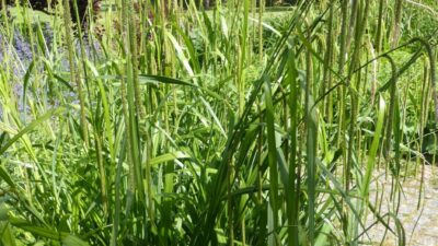 Carex pendula
