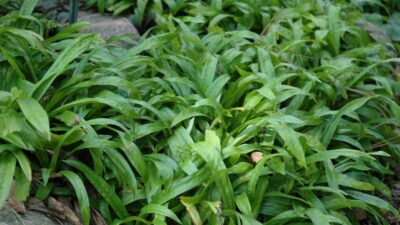 Carex plantaginea