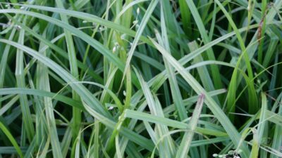 Carex pseudocyperus
