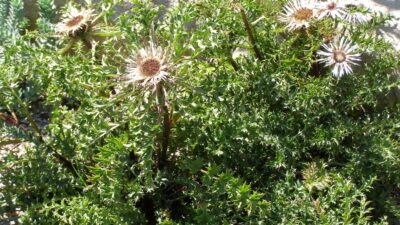 Carlina acaulis ssp. simplex