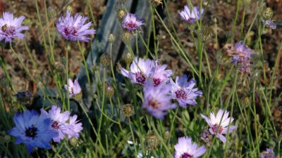 Catananche caerulea