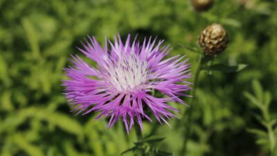 Centaurea dealbata