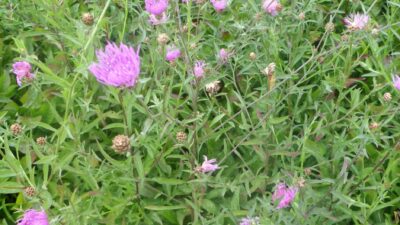 Centaurea jacea