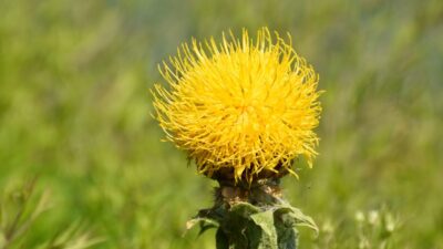 Centaurea macrocephala