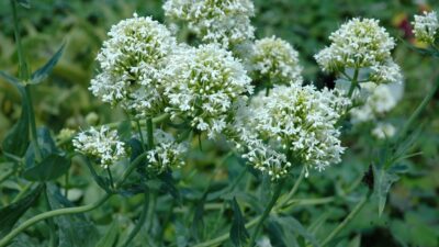 Centranthus ruber 'Albus'