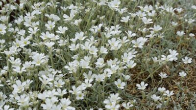 Cerastium tomentosum 'Silberteppich'