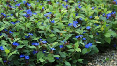 Ceratostigma plumbaginoides