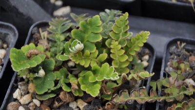 Ceterach officinarum
