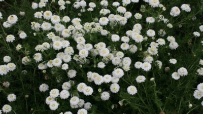 Chamaemelum nobile 'Plenum'