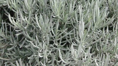 Lavandula x intermedia 'Grappenhall'