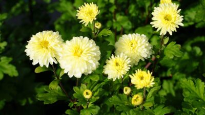 Chrysanthemum x hort. 'White Bouquet'