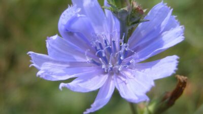 Cichorium intybus