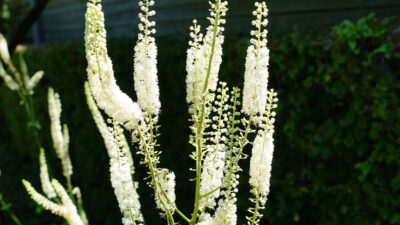 Actaea racemosa