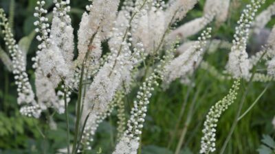 Actaea simplex (ramosa)