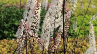 Actaea simplex 'Atropurpurea'