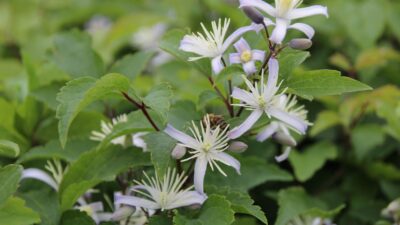 Clematis x jouiniana 'Praecox'