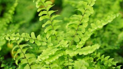 Adiantum pedatum