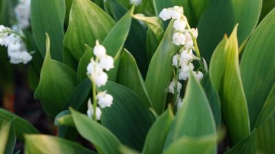Convallaria majalis