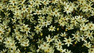 Coreopsis verticillata 'Moonbeam'