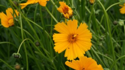 Coreopsis grandiflora 'Schnittgold'