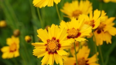 Coreopsis lanceolata 'Sterntaler'