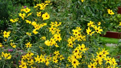 Coreopsis tripteris