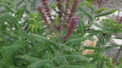 Amorpha canescens