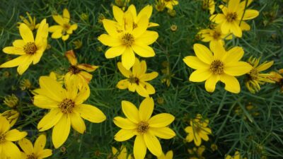 Coreopsis verticillata 'Zagreb'