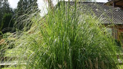 Cortaderia selloana 'Rosea'