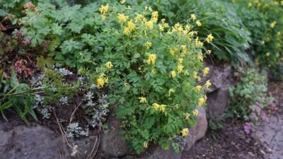Corydalis lutea