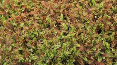 Leptinella squalida