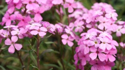 Aethionema armenum 'Warley Rose'