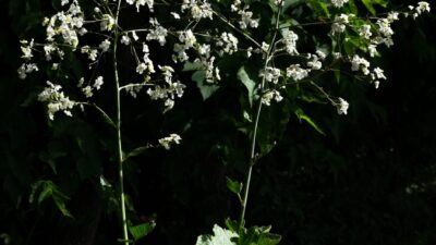 Crambe cordifolia