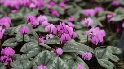 Cyclamen coum