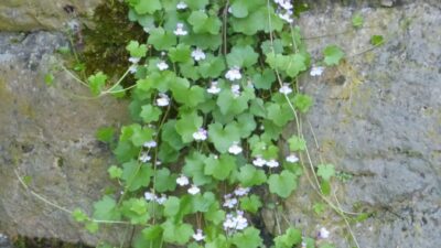 Cymbalaria muralis