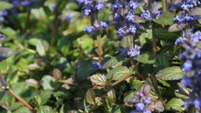 Ajuga reptans 'Braunherz'