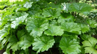 Darmera peltata
