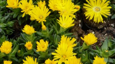 Delosperma nubigenum 'Lesotho'