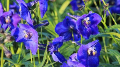 Delphinium x bell. 'Atlantis'