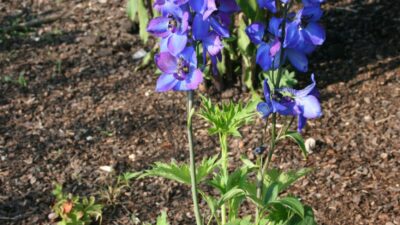 Delphinium x elatum 'Waldenburg'