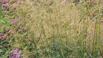 Deschampsia cespitosa 'Bronzeschleier'