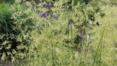 Deschampsia cespitosa 'Goldschleier'
