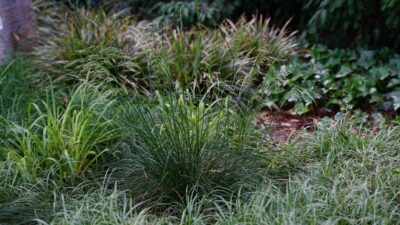 Deschampsia cespitosa