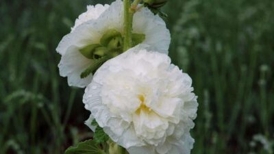 Alcea rosea 'Pleniflora weiss'