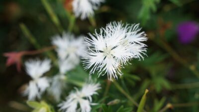 Dianthus arenarius