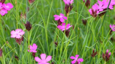 Dianthus carthusianorum